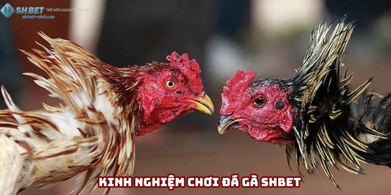 Kinh Nghiệm Chơi Đá Gà Thực Chiến Từ Dân Chuyên Năm 2025
