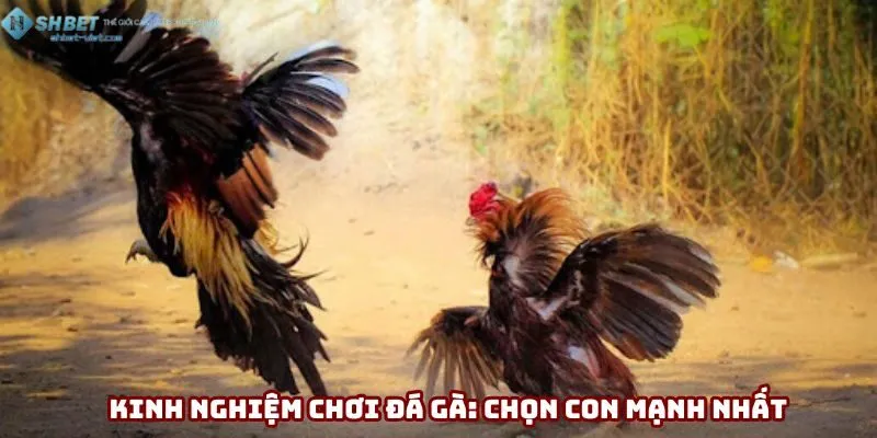 Kinh nghiệm chơi đá gà: chọn con mạnh nhất