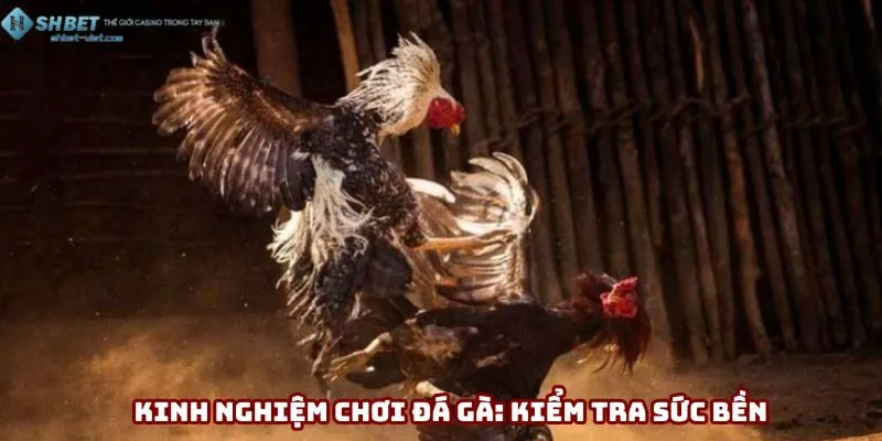 Kinh nghiệm chơi đá gà: kiểm tra sức bền
