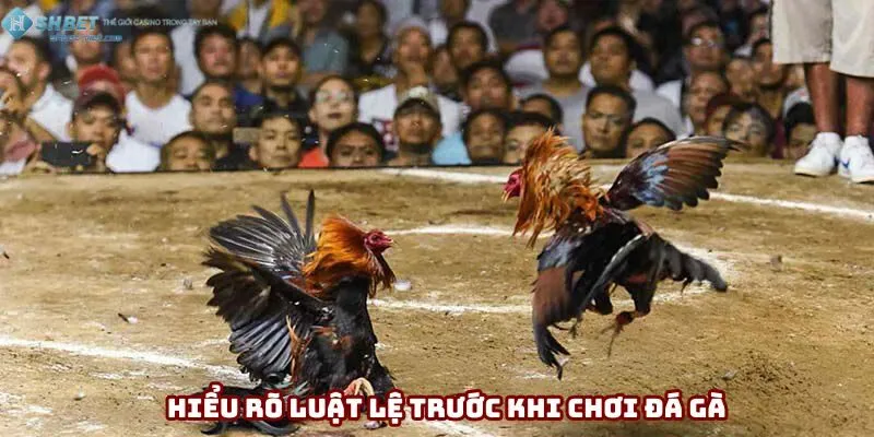 Hiểu rõ luật lệ trước khi chơi đá gà