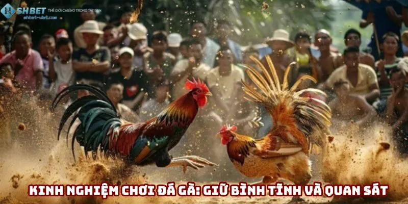 Kinh nghiệm chơi đá gà: Giữ bình tĩnh và quan sát